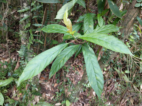 Wendlandia formosana iNat (3)
