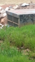 Ptilotula penicillata