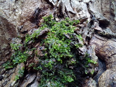 Porella platyphylla