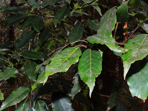 Image of Quercus morii by (c) Jacy Chen, some rights reserved (CC BY)