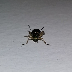 Percolaspis hypoxantha