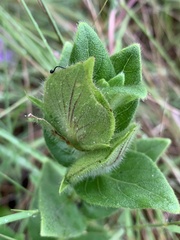 Barleria ovata