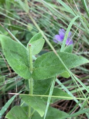 Barleria ovata