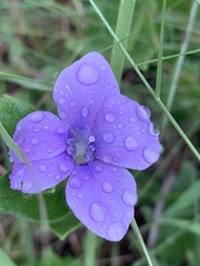 Barleria ovata