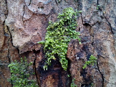 Radula complanata