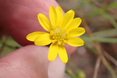 Osteospermum bolusii
