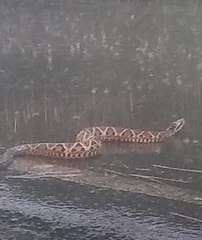 Bothrops jararacussu