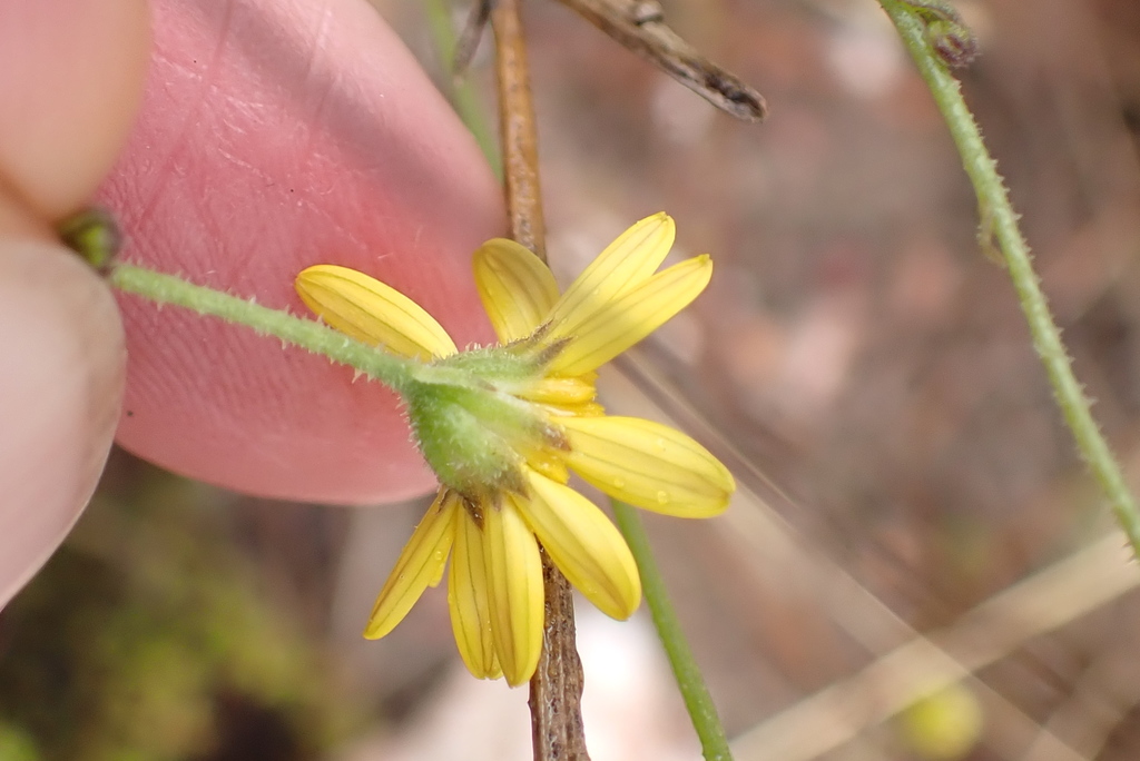 Osteospermum bolusii