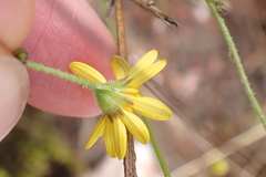 Osteospermum bolusii