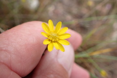 Osteospermum bolusii
