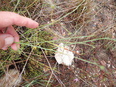 Osteospermum bolusii