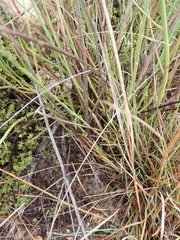Osteospermum bolusii