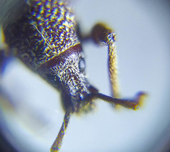 Otiorhynchus albidus