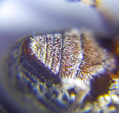 Otiorhynchus albidus