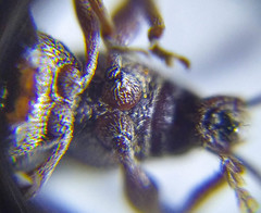 Otiorhynchus albidus