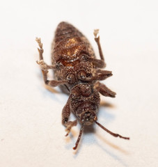 Otiorhynchus albidus