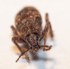 Otiorhynchus albidus