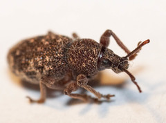 Otiorhynchus albidus