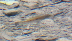 Herichthys carpintis