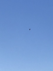 Falco tinnunculus tinnunculus