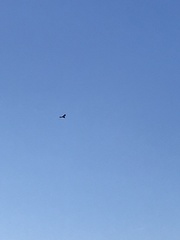 Falco tinnunculus tinnunculus