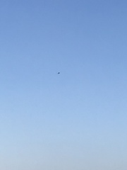 Falco tinnunculus tinnunculus