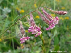 Silene bellidifolia