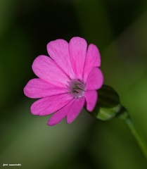 Silene cretica