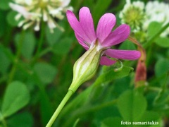 Silene cretica