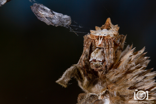 Starbellied Orbweaver photo 4
