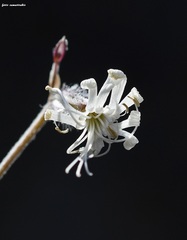 Silene dichotoma racemosa