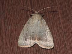 Amphipyra glabella