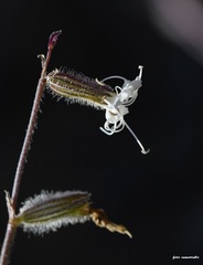 Silene dichotoma racemosa