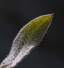Silene dichotoma racemosa