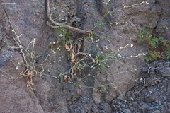 Silene dichotoma racemosa
