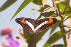 Adelpha serpa
