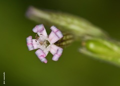 Silene nocturna