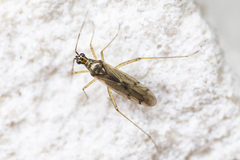 Dicyphus errans