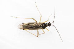 Dicyphus errans
