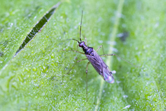 Dicyphus errans