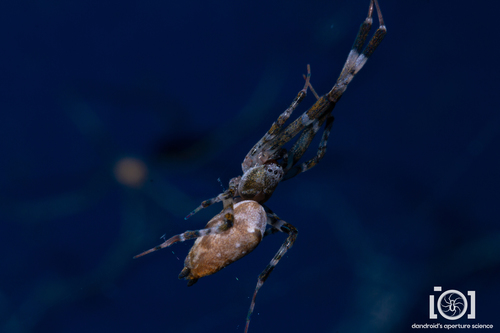 Ninja-star Ceiling Spider photo 4