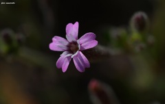 Silene sedoides sedoides