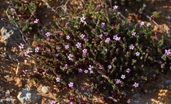 Silene sedoides sedoides