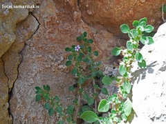 Silene sedoides sedoides