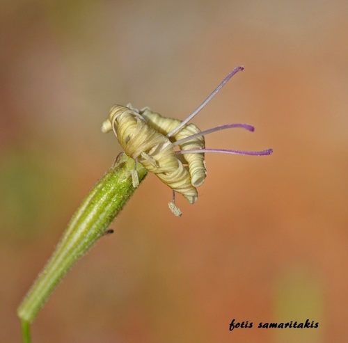 Silene sieberi