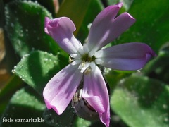 Silene succulenta succulenta