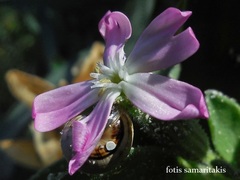 Silene succulenta succulenta