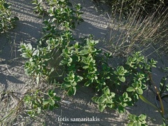 Silene succulenta succulenta