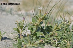 Silene succulenta succulenta