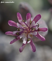 Silene variegata